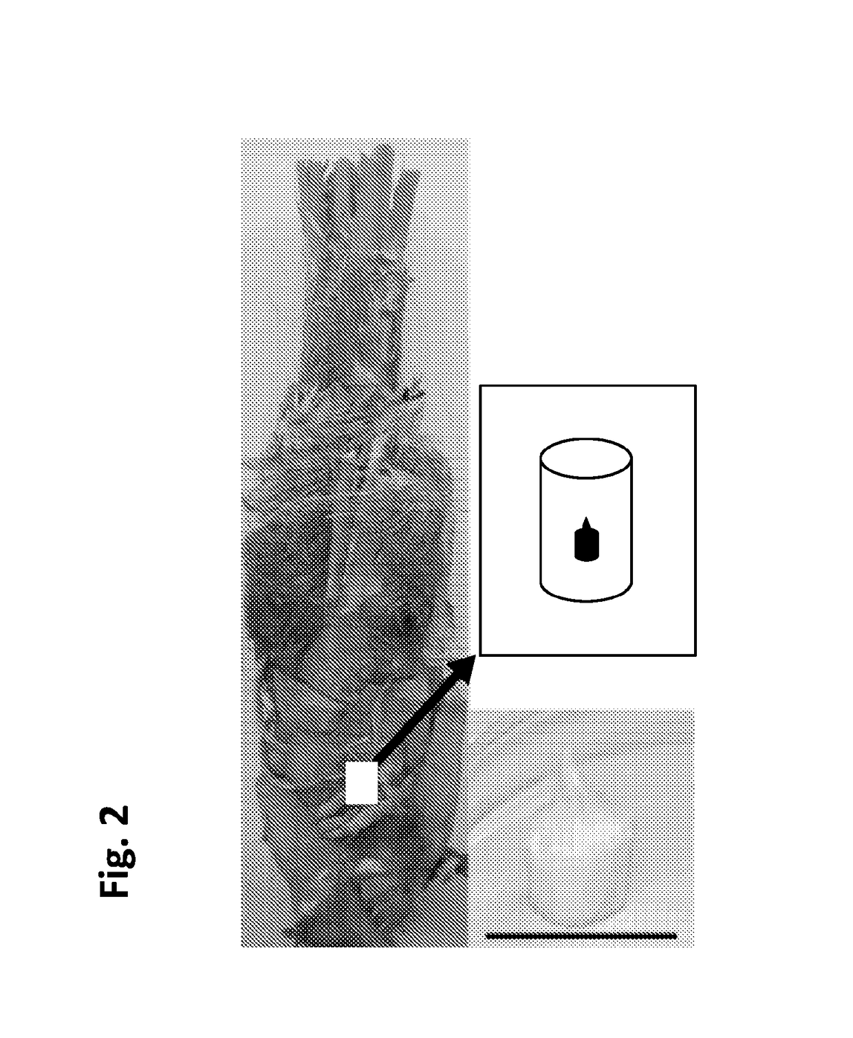 Micropropagation of t-r date palm