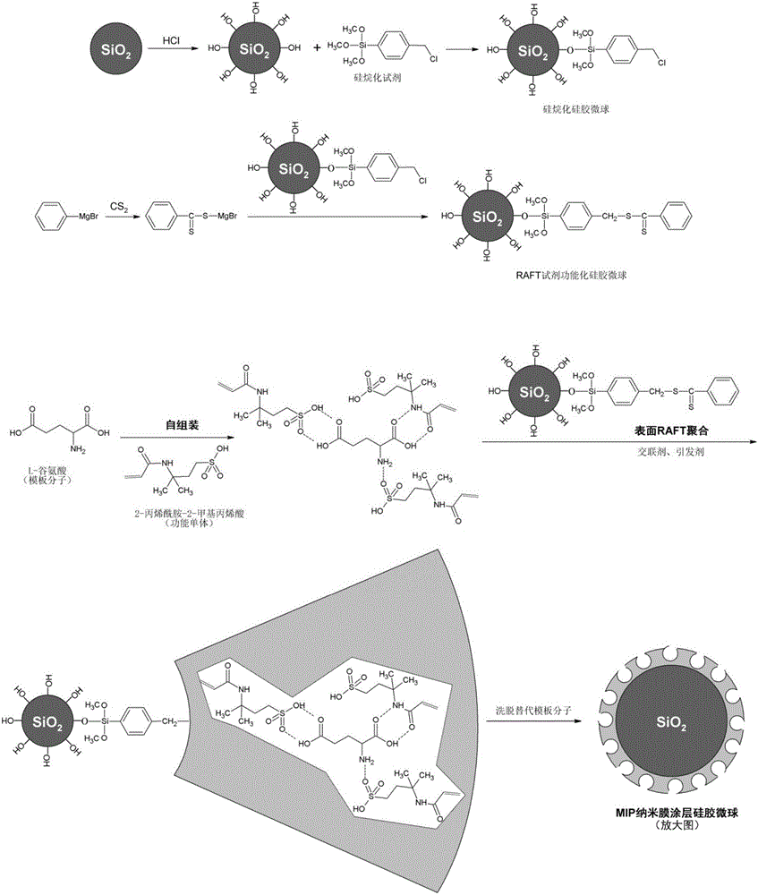 Method for preparing glutamic acid surface molecularly imprinted polymer silica microspheres