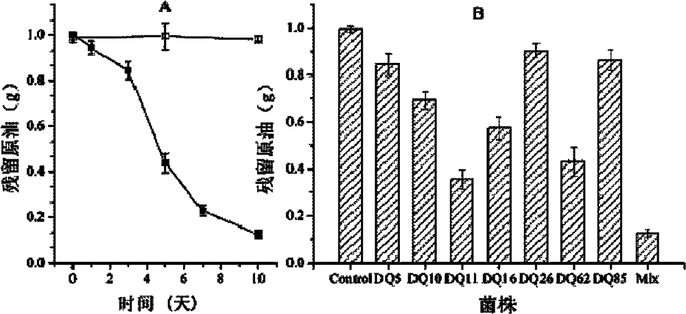 Biological flora suspending agent for degrading petroleum and preparation method and application method thereof