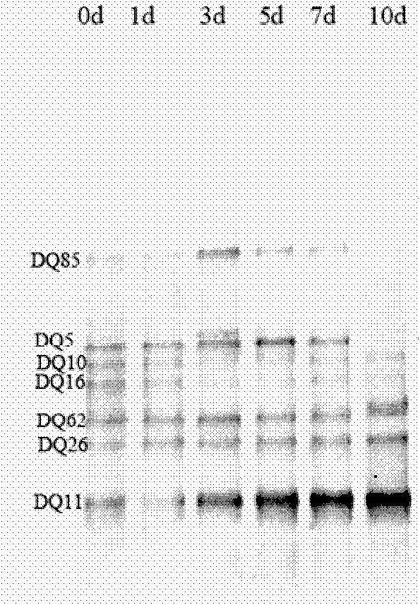 Biological flora suspending agent for degrading petroleum and preparation method and application method thereof