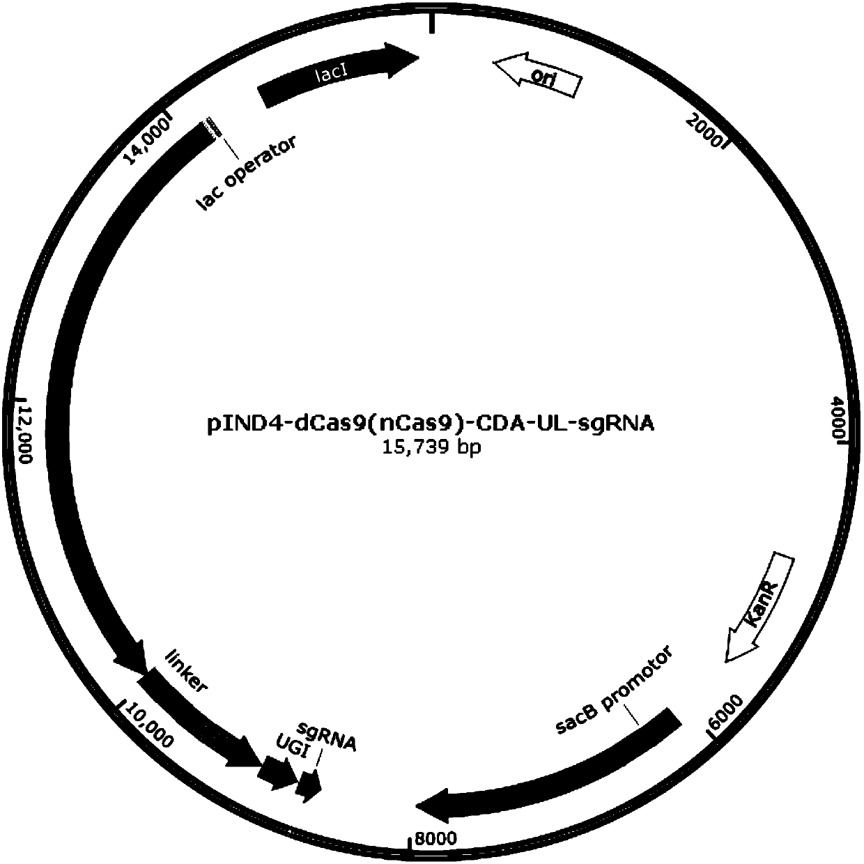 Method for carrying out gene mutation on rhodobacter sphaeroides