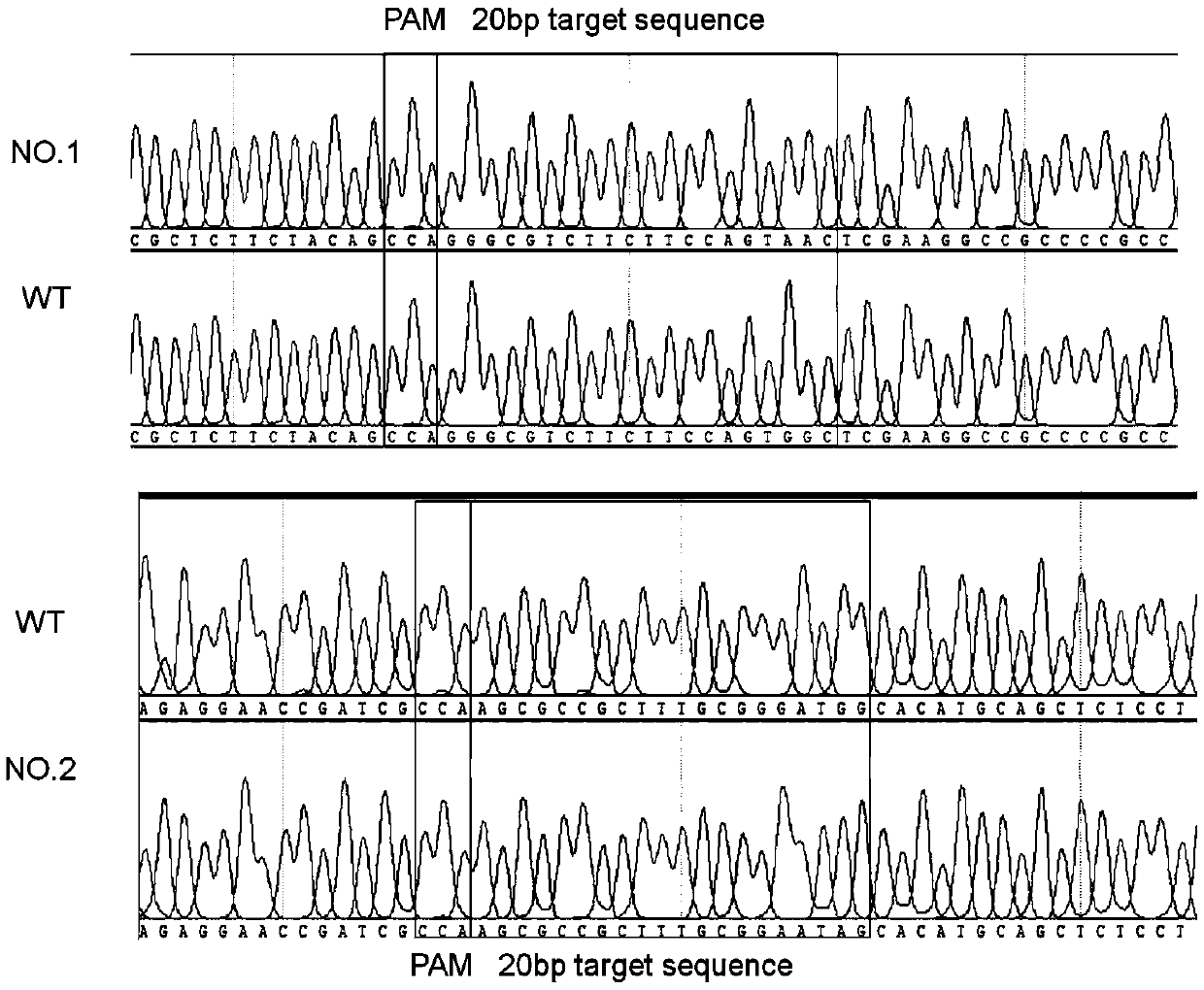 Method for carrying out gene mutation on rhodobacter sphaeroides