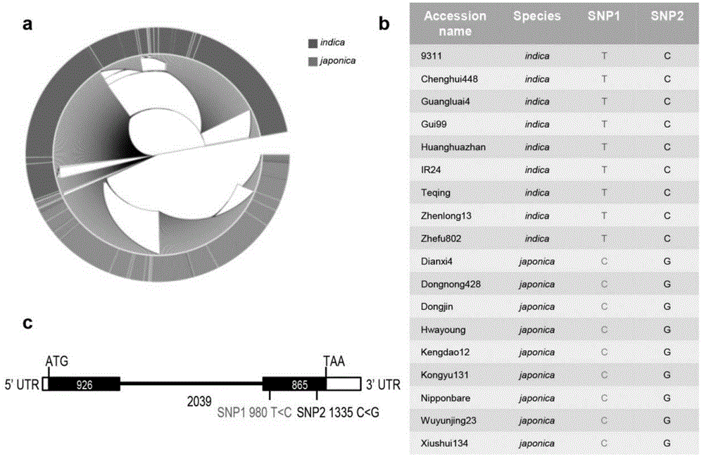 Application of rice nitrate transporter nrt1.1b in improving plant nitrogen use efficiency