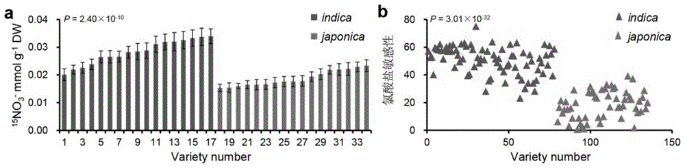 Application of rice nitrate transporter nrt1.1b in improving plant nitrogen use efficiency