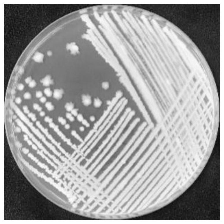 A Strain of Bacillus subtilis and Its Application in the Control of Tomato Phytophthora Leaf Spot