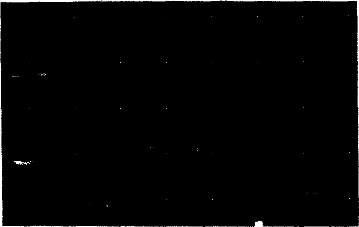 Konjaku gluocomannan-calcium alginate microball for carrying medicine and preparing method