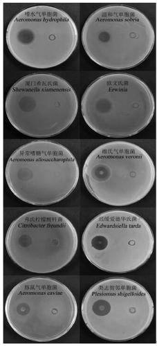 Streptomyces amritsarensis N1-32, micro-ecological preparation thereof and preparing method thereof