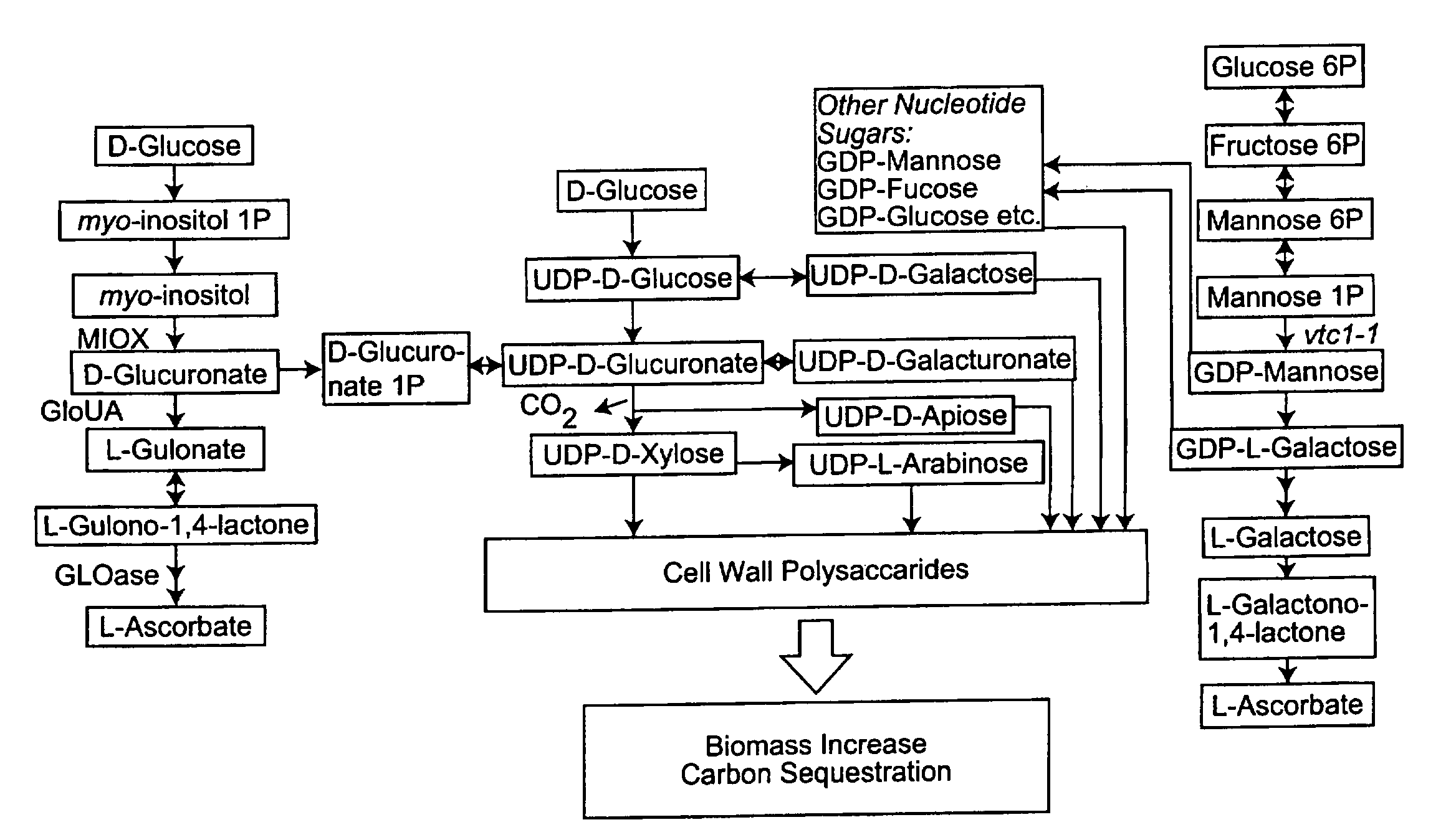 Stress Tolerant Transgenic Plants Over-Expressing Genes of Ascorbic Acid Synthesis-Cell Wall