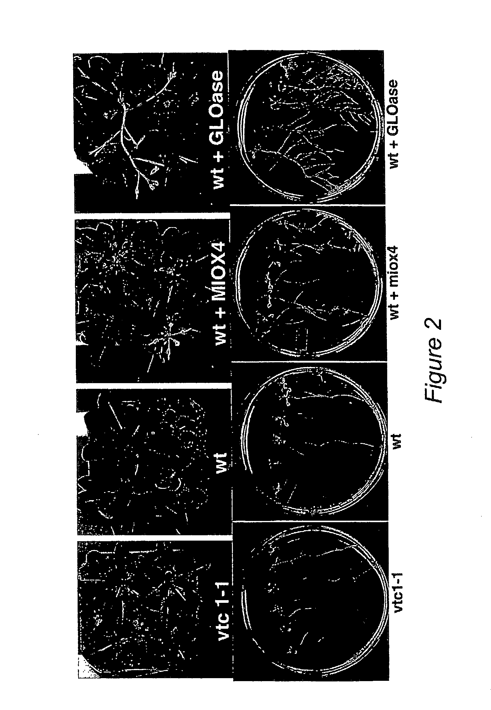 Stress Tolerant Transgenic Plants Over-Expressing Genes of Ascorbic Acid Synthesis-Cell Wall