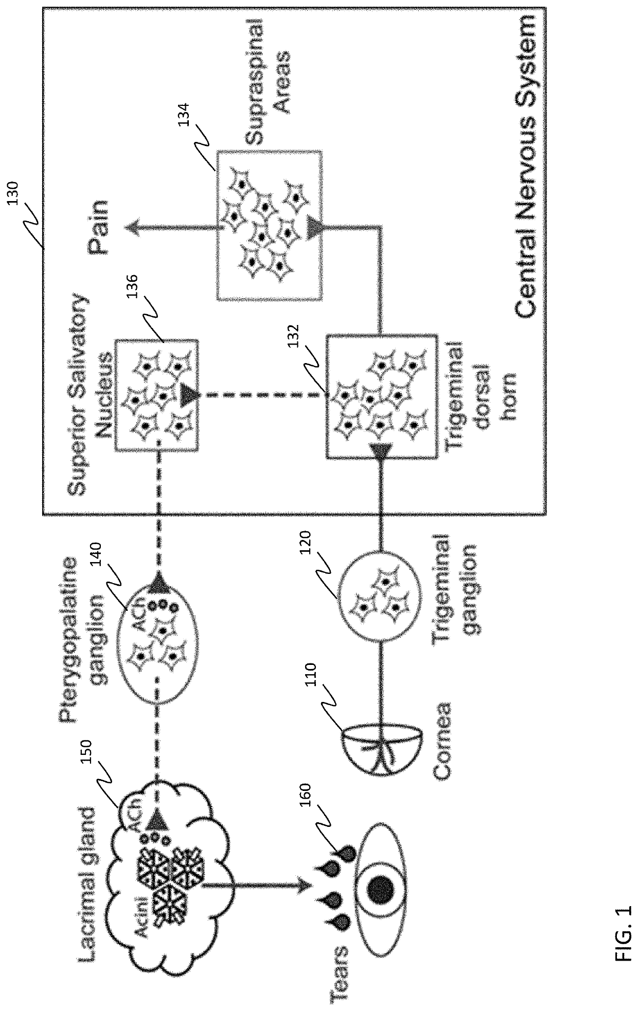 Resveratrol medication for the treatment of ocular pain and method of use thereof