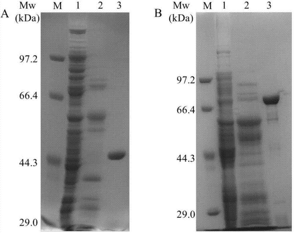 High temperature xylanase gene and high temperature alpha-glucuronidase gene, and protein expression methods and applications thereof