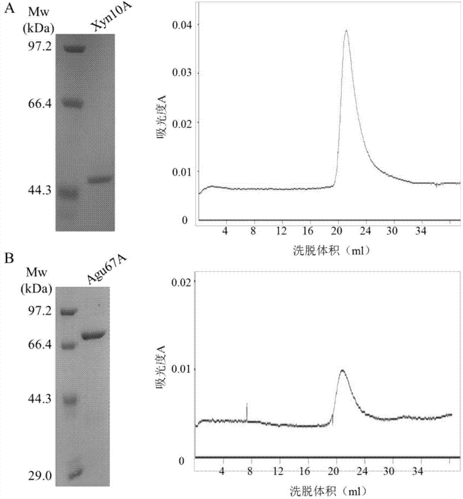 High temperature xylanase gene and high temperature alpha-glucuronidase gene, and protein expression methods and applications thereof