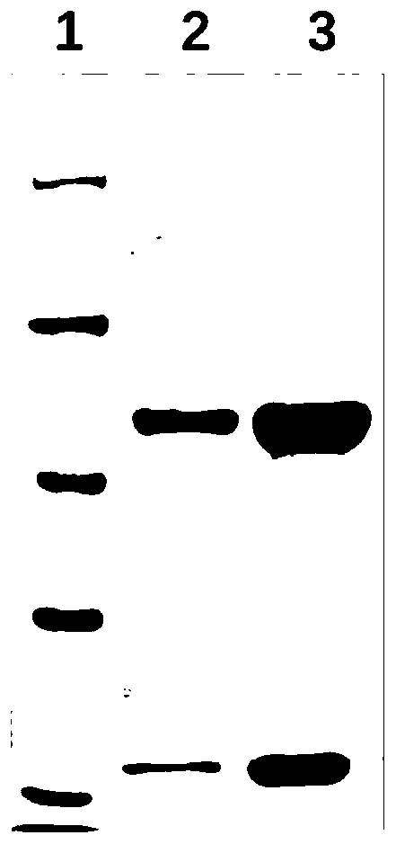 Anti-human adenovirus type 7 antibody 2-1H and application thereof