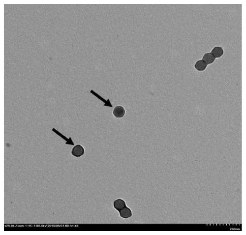 Anti-human adenovirus type 7 antibody 2-1H and application thereof