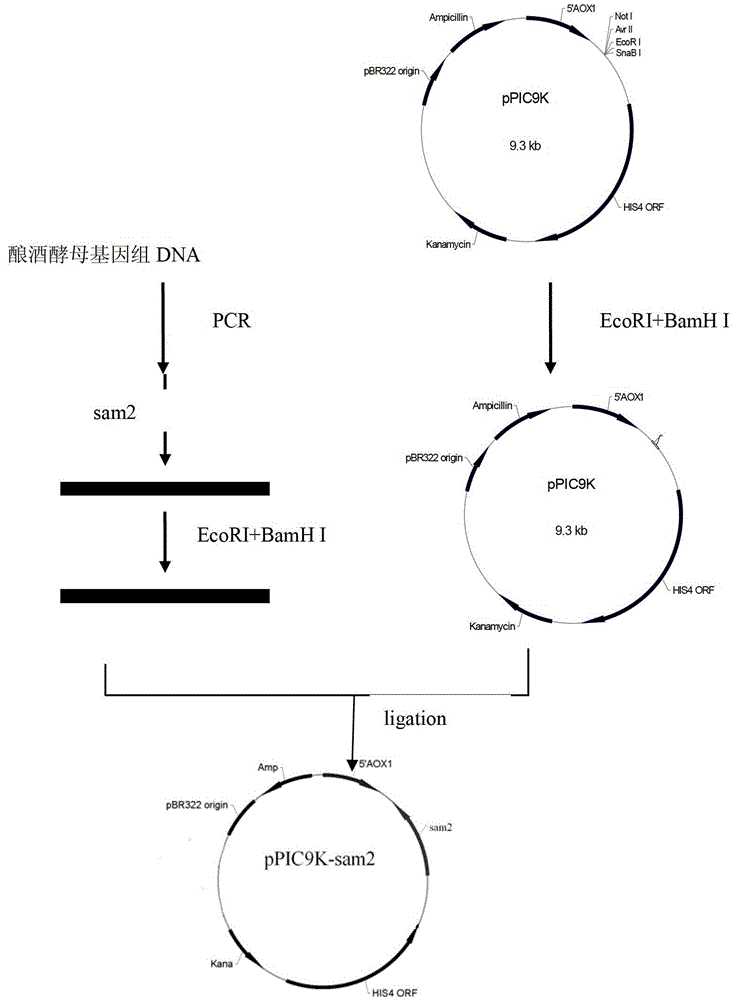 Construction method for pichia pastoris bacterial strain of high-yield S-ademetionine