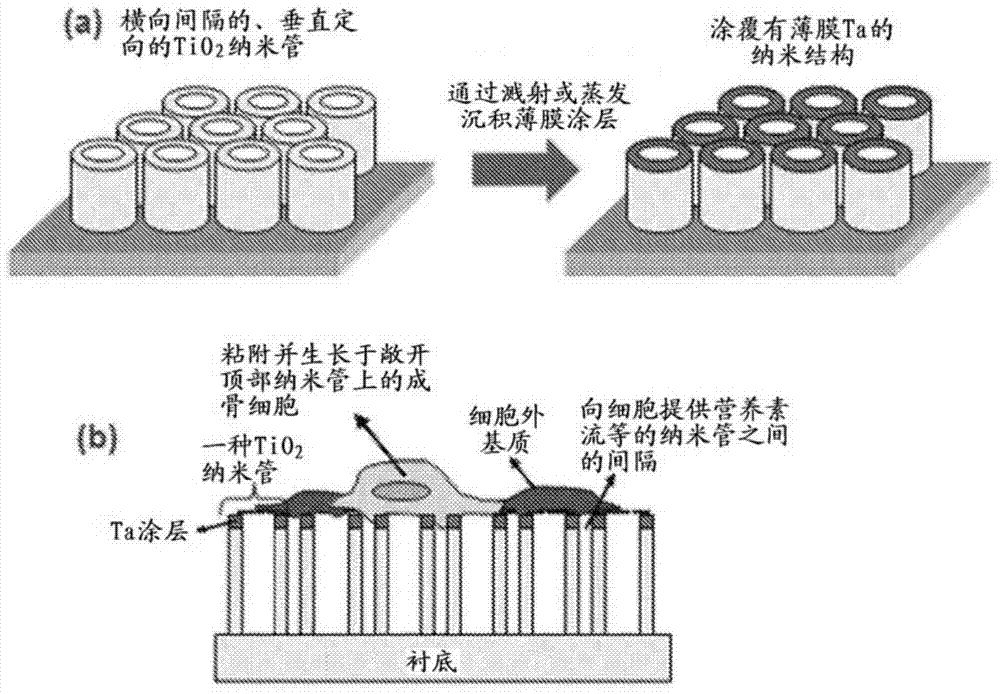 Products of manufacture having tantalum coated nanostructures, and methods of making and using them
