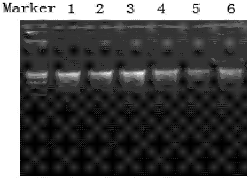 Method for extracting microbial DNA in water body