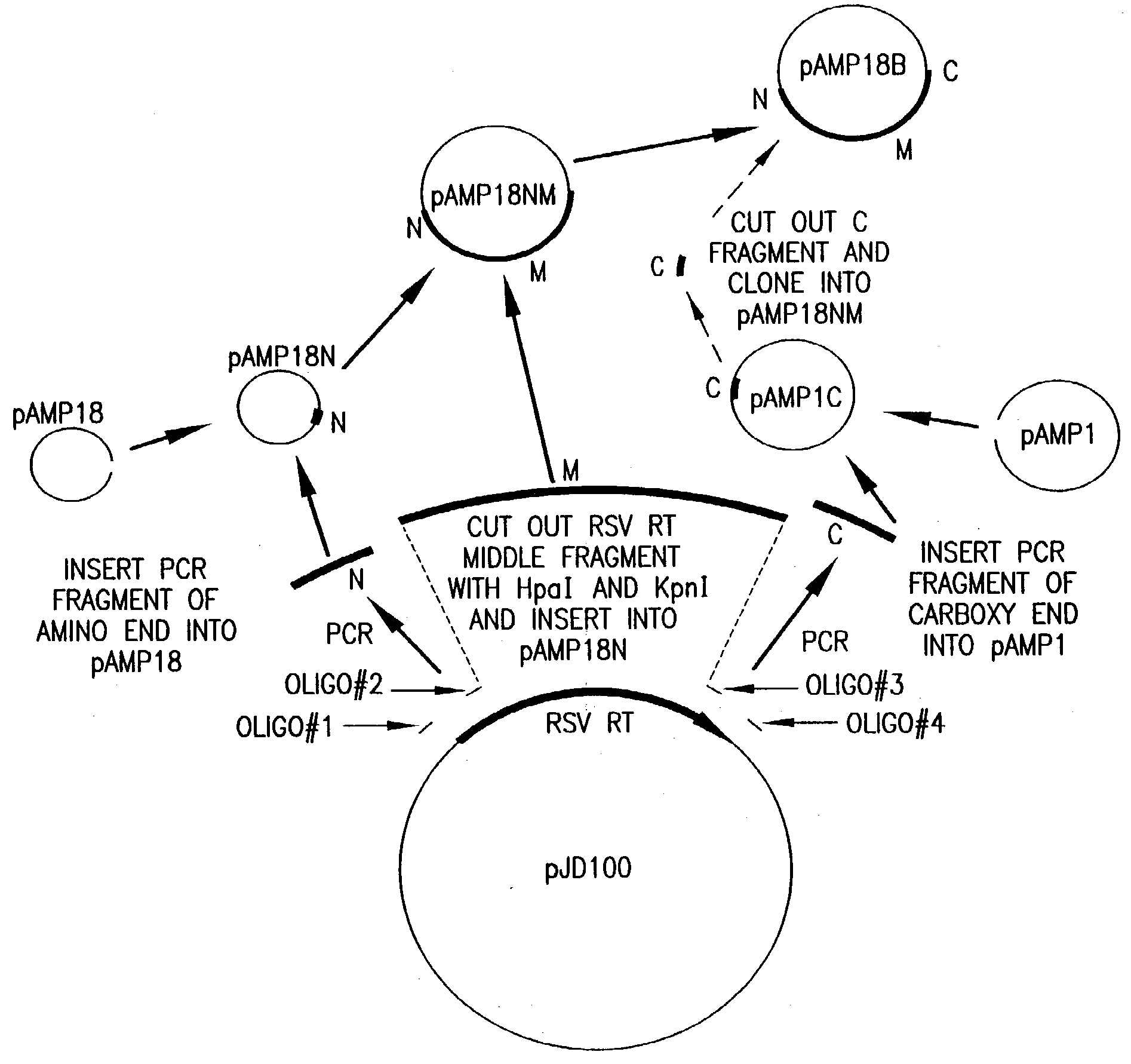 Compositions and methods for reverse transcription of nucleic acid molecules