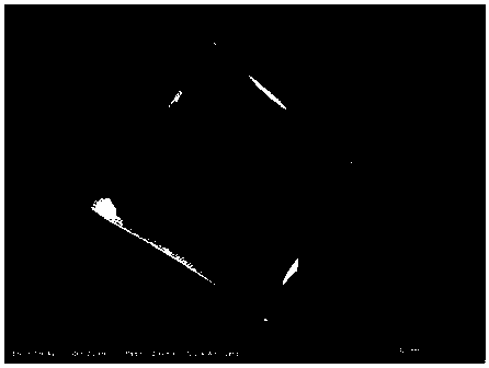 Silsesquioxane-based nitrogen-doped silicon-carbon composite anode material and preparation method thereof