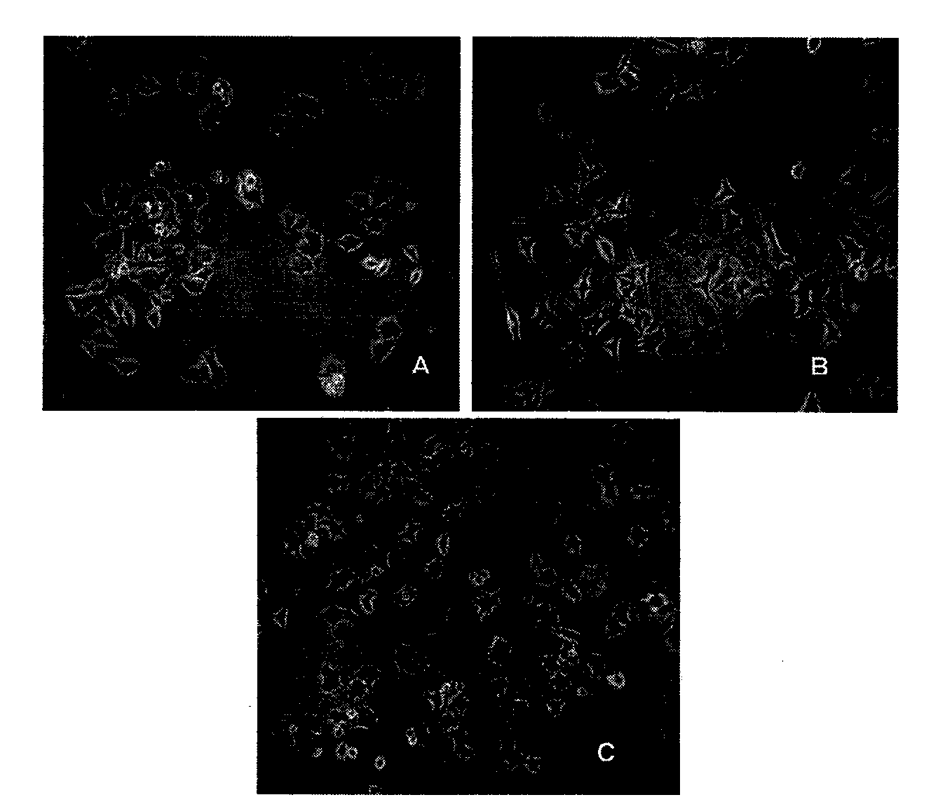 Benzoate derivatives, preparation method and application