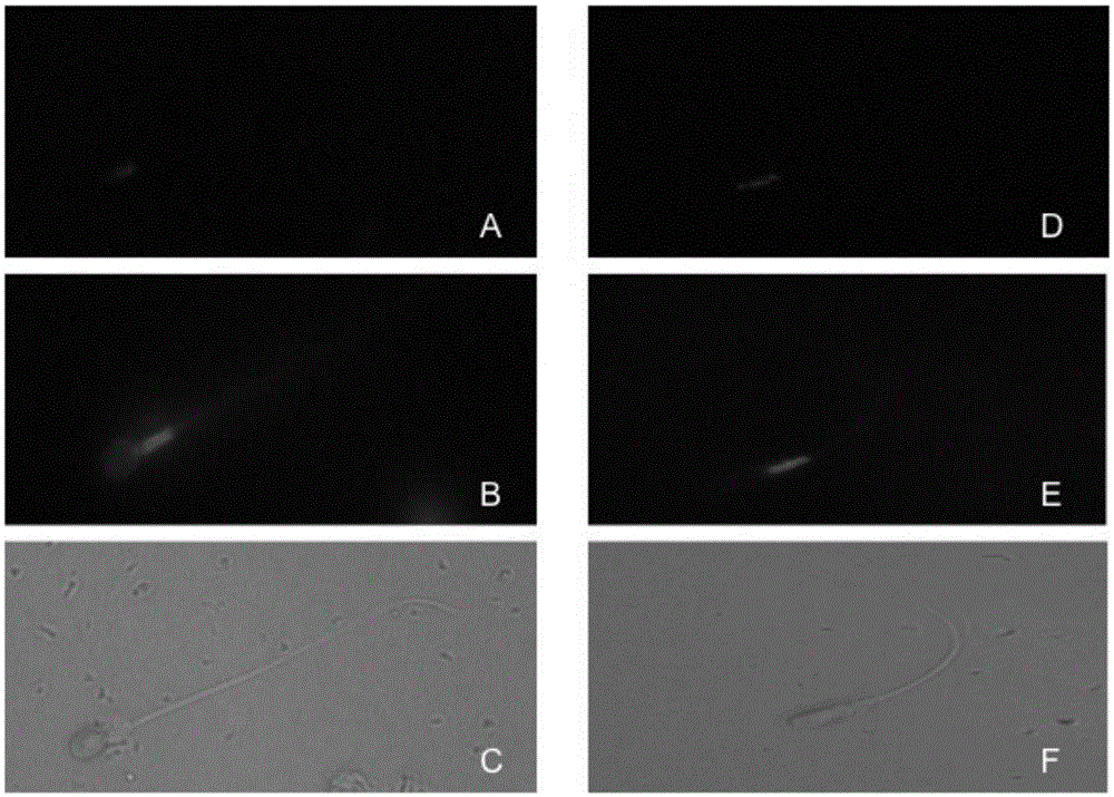 Reagent and method for increasing sperm movement speed