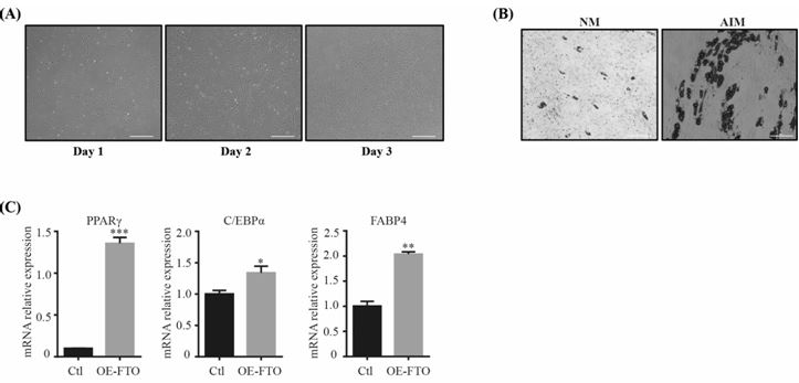 FTO gene-modified porcine adipose-derived stem cells as well as construction method and application thereof