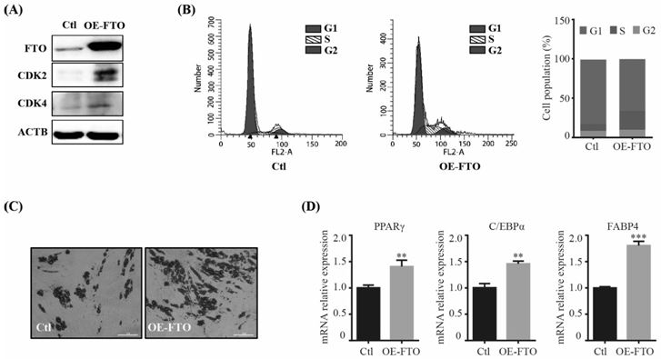 FTO gene-modified porcine adipose-derived stem cells as well as construction method and application thereof