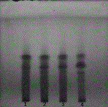 Thin-layer chromatography identification method of carbonized herb processed product