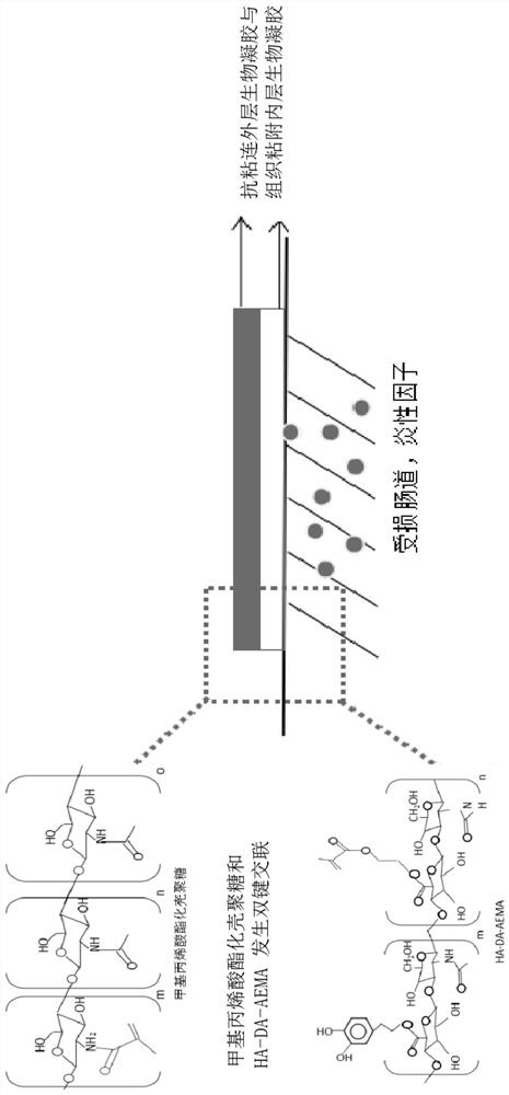 A preparation method of anti-intestinal adhesion bilayer biogel and bilayer biogel