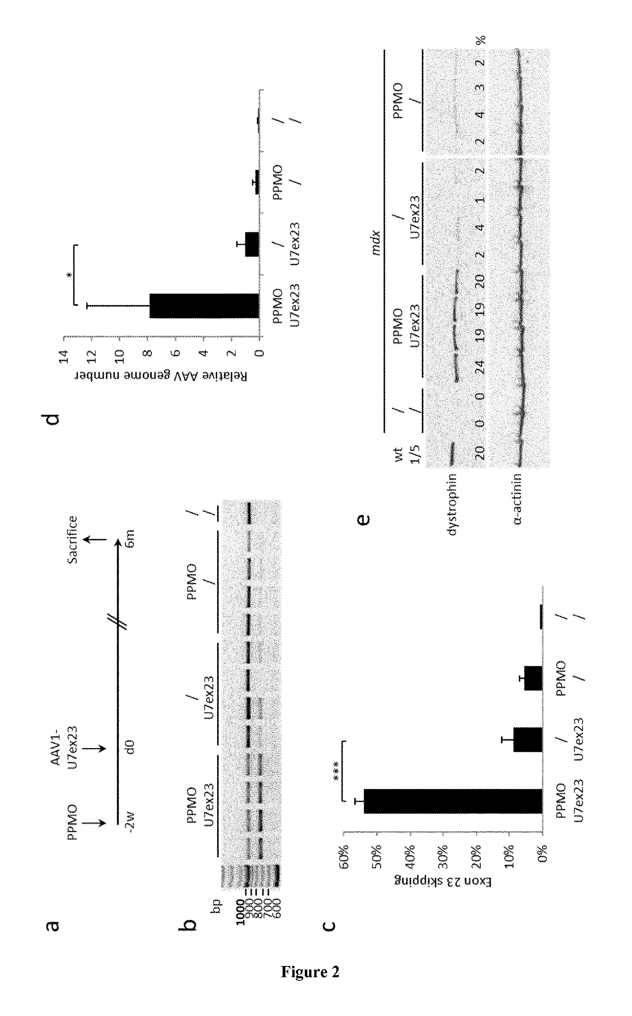 Combined therapy for duchenne muscular dystrophy