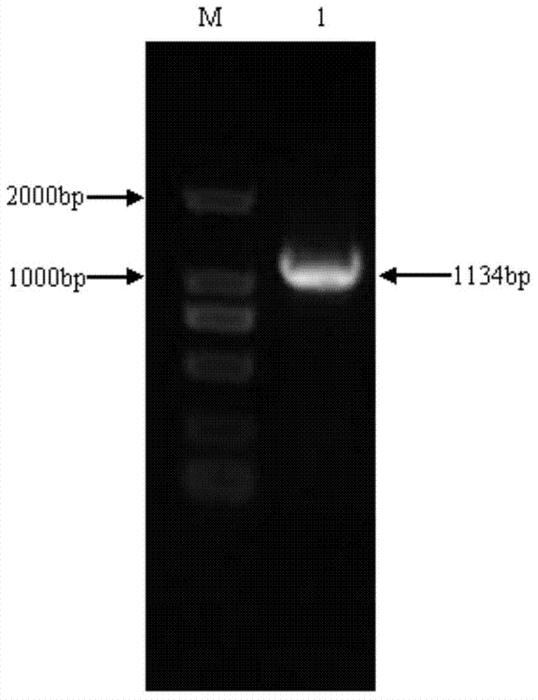 Monoclonal antibody blocking ELISA (enzyme-linked immuno sorbent assay) testing method of clostridium perfringens alpha toxin