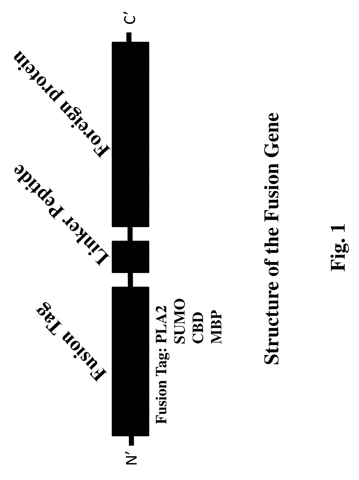 Methods for improving expression levels of foreign proteins by means of phospholipase fusion expression