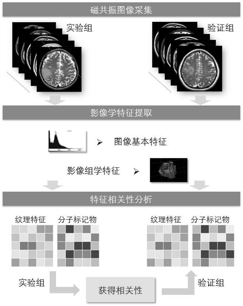 A radiomics prediction method for the expression level of ki-67 in glioma