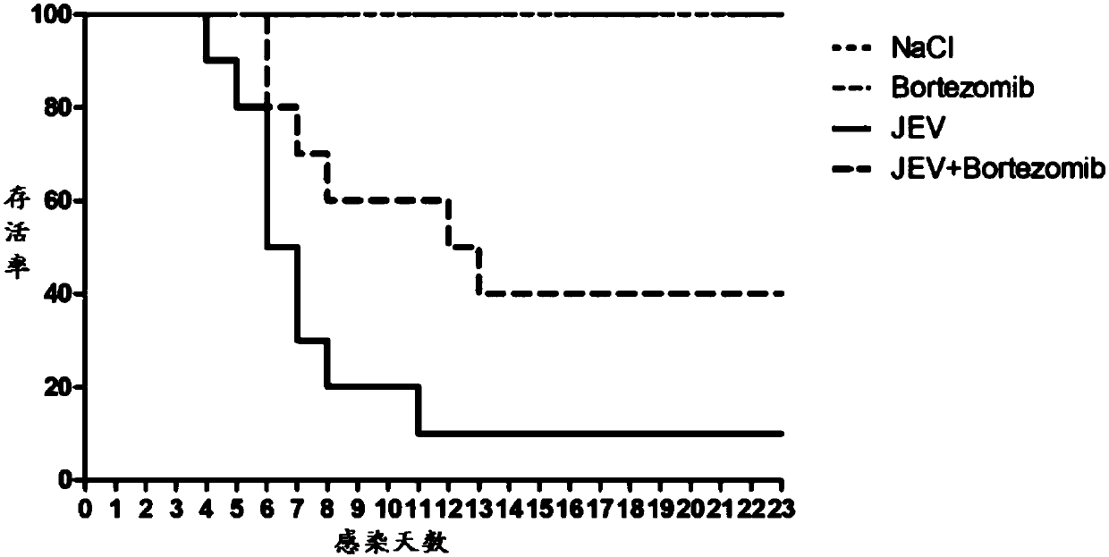 Application of 20S proteasome inhibitor in preparing medicine for treating Japanese B encephalitis virus infection