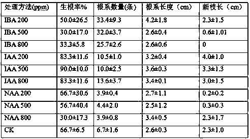 Method for promoting rooting of cuttings for tea roses and root system growth