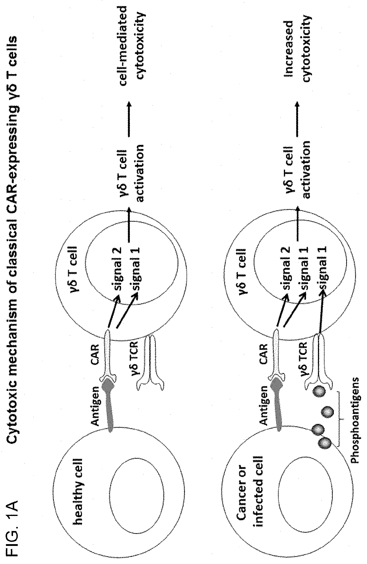 Modified gamma delta t cells and uses thereof