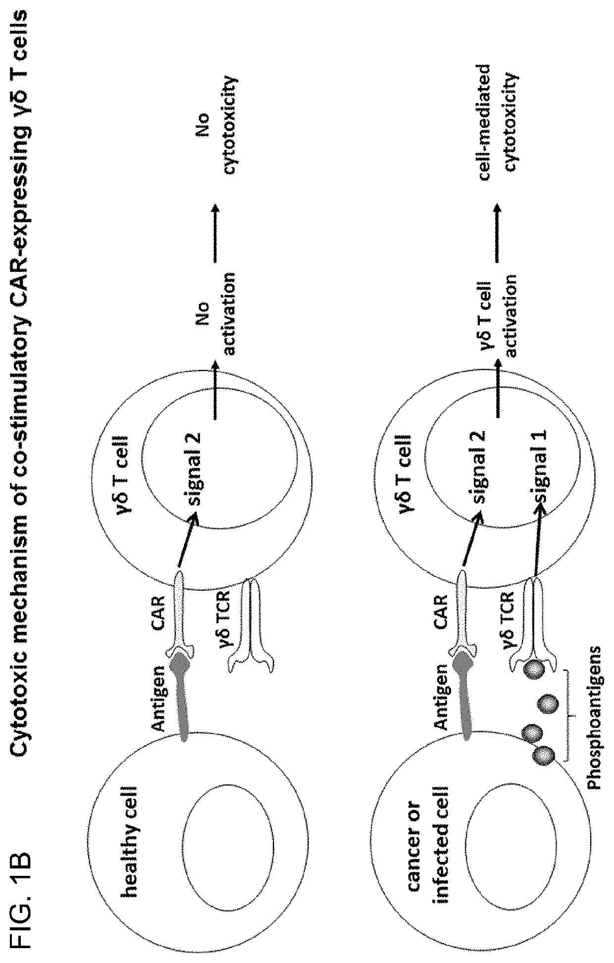 Modified gamma delta t cells and uses thereof