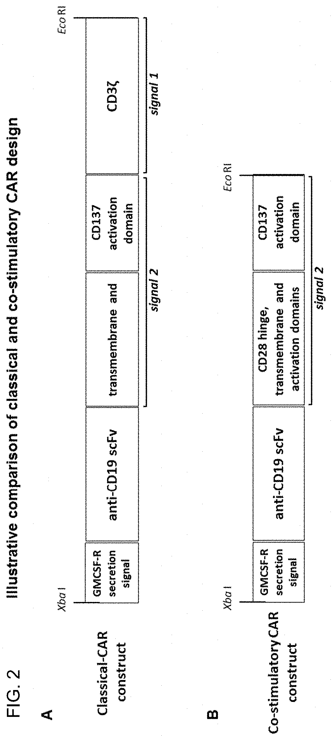 Modified gamma delta t cells and uses thereof