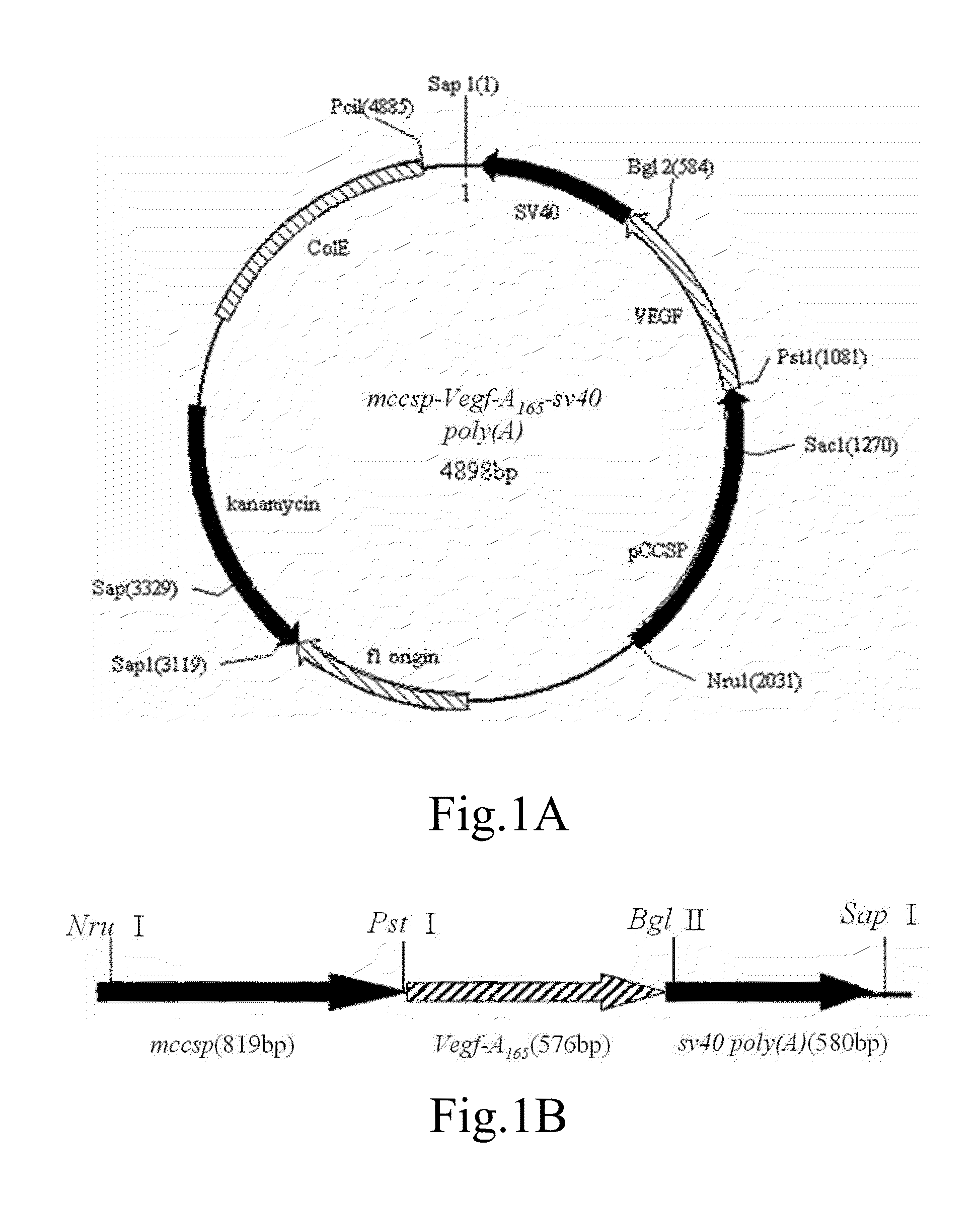 Method for Manufacturing Animal Model for Researching Pulmonary Tumor and Use Thereof