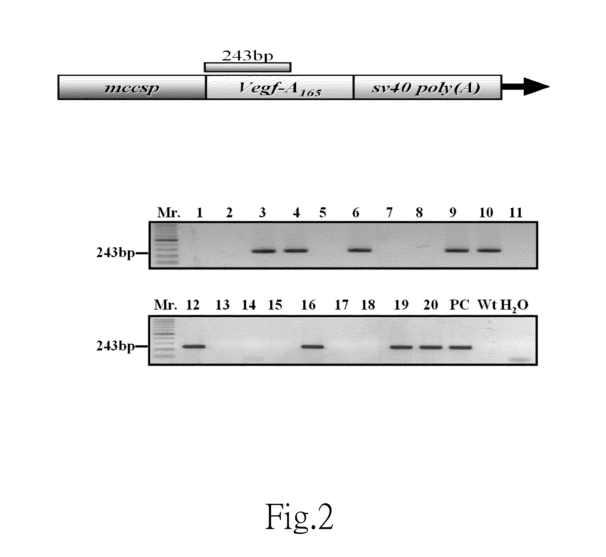 Method for Manufacturing Animal Model for Researching Pulmonary Tumor and Use Thereof