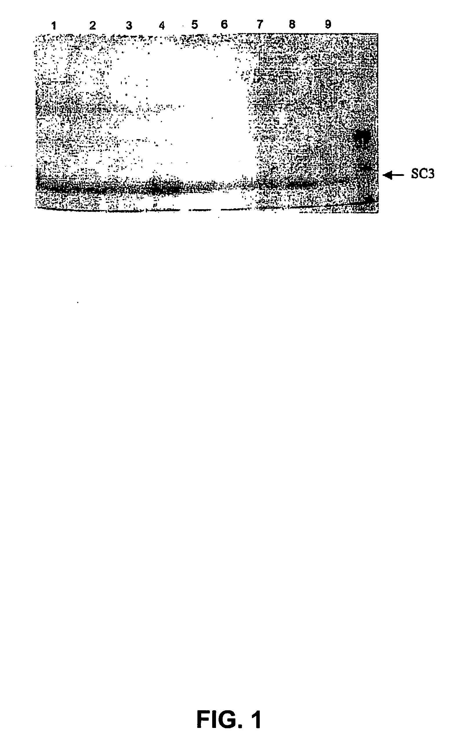 Method for coating an object with hydrophobin at low temperatures