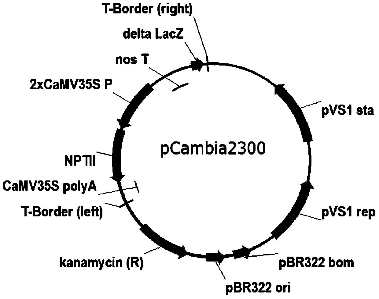 A plant expression vector and its application in improving cotton yield