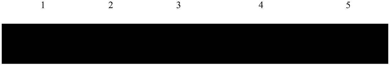 General SSR molecular markers for cinnamomum and related-genera plants of cinnamomum and development method and application thereof