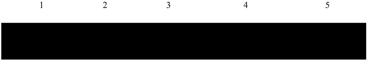 General SSR molecular markers for cinnamomum and related-genera plants of cinnamomum and development method and application thereof