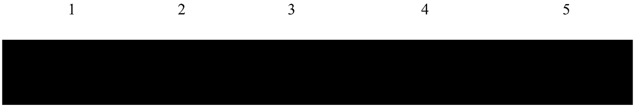 General SSR molecular markers for cinnamomum and related-genera plants of cinnamomum and development method and application thereof