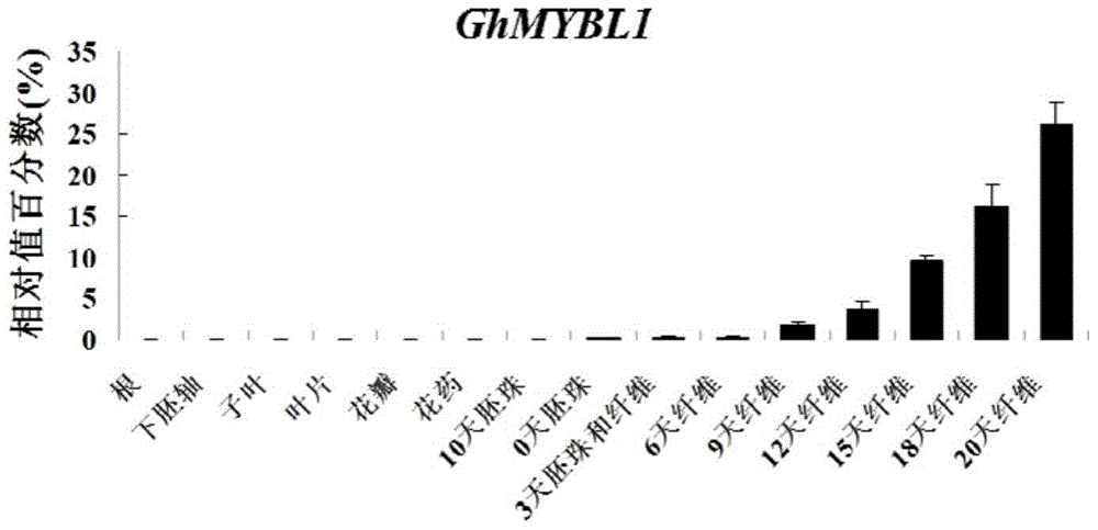 A cotton fiber-specific mybl1 gene