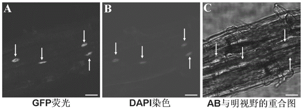 A cotton fiber-specific mybl1 gene