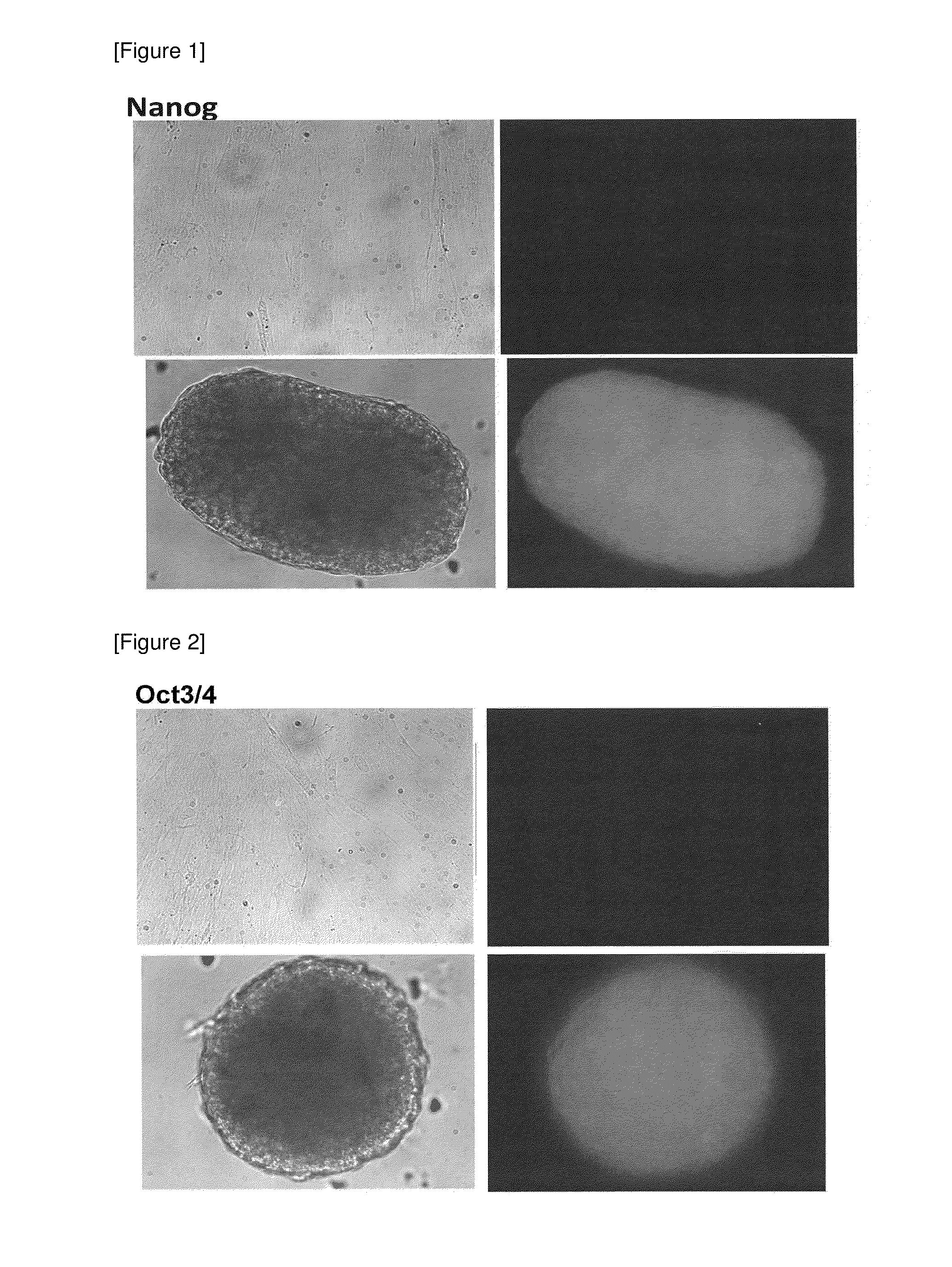 Method for preparing pluripotent stem cells