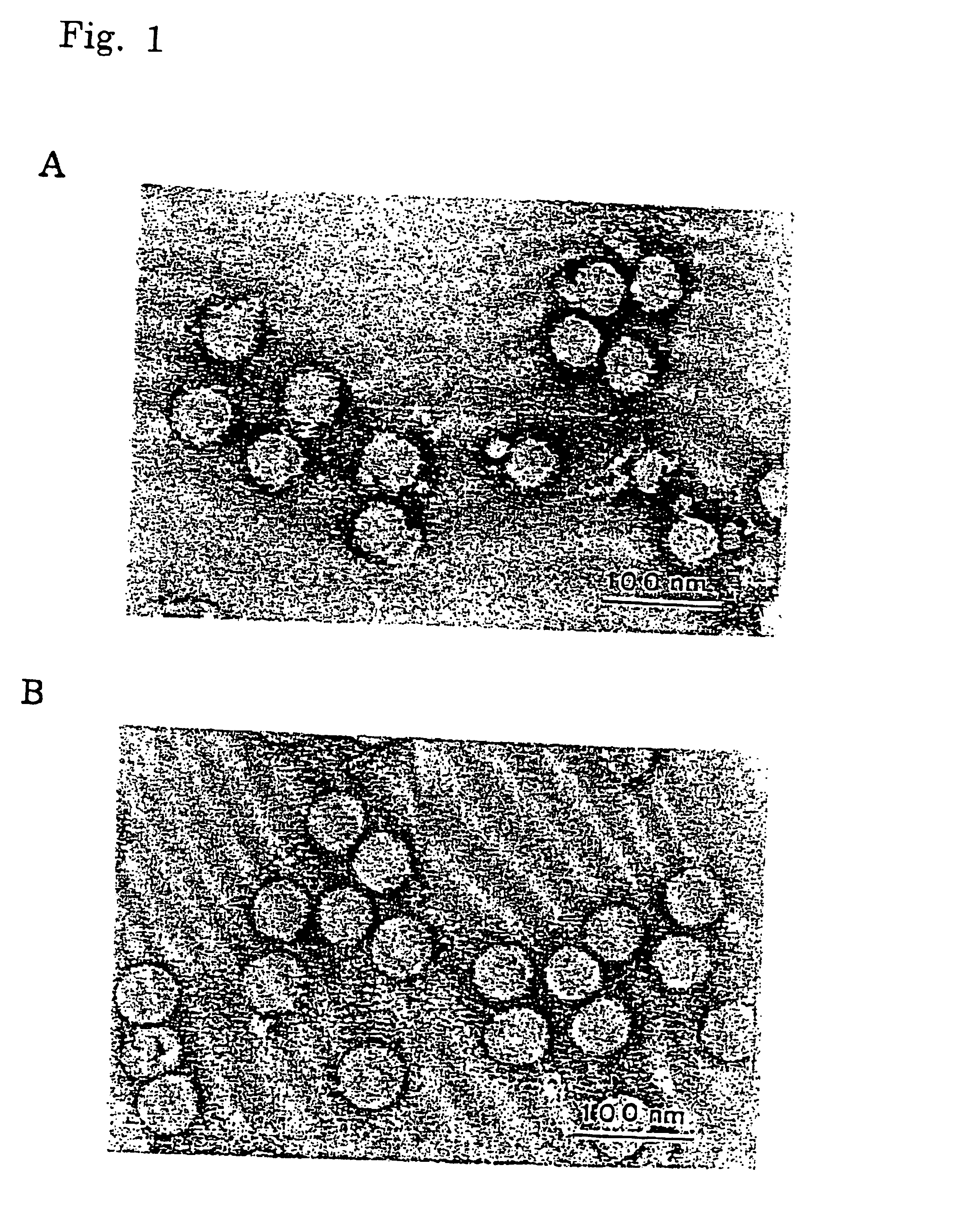 Enhanced immunogen for inactivated vaccine for infection with Japanese encephalitis viruses and process for producing the same