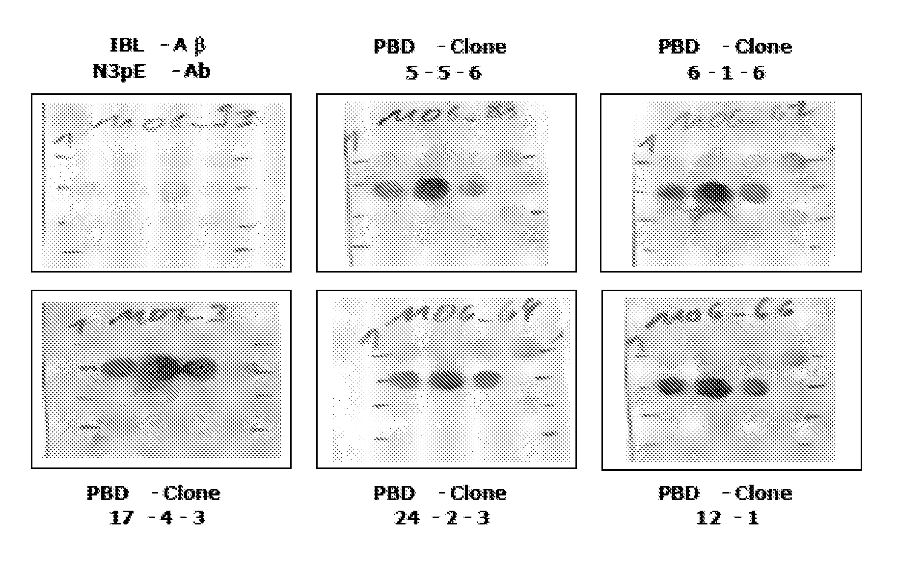 Diagnostic antibody assay